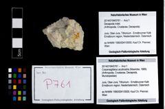 Foto (Objekt + Etikett) von Cracensigillatus acutirostris (Moericke, 1889)  (NHMW-GEO-2014-0194-0761)